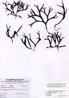 藏品(Mastocarpus yendoi Masuda & Yoshida)的圖片